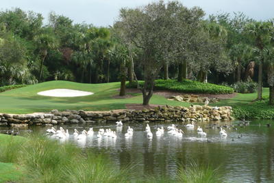 White Pelicans float on a lake next to the rocky embankment leading to a golf course with a sand trap.