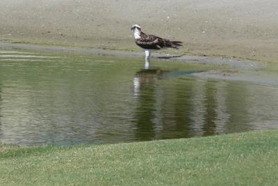 An Osprey stands at the water's edge, where the lake meets a sand trap on the golf course. 