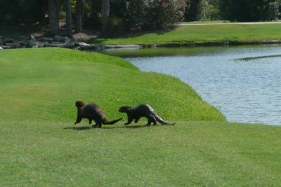 Two otters run away over the grassy hills of the golf course alongside a lake.