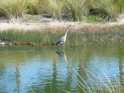 A Great Egret walks in a lake along the edge of a sandy embankment with long grasses. 