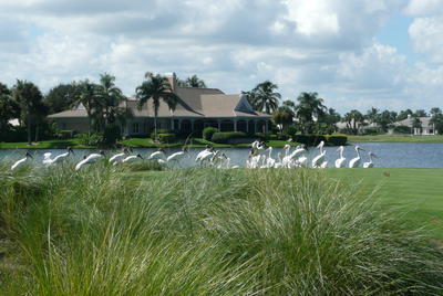 Wood Storks and White Pelicans walk along a large lake behind tall grasses and in front of a large residential, waterfront home.