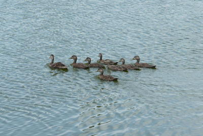 A flock of Mottled Ducks floats close together on a lake. 