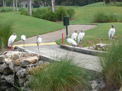 Wood Storks stand on a concrete bridge on the Orchid golf course flanked by craggy rocks. 