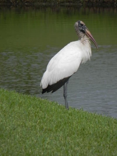 A wood stork stands on the edge a grassy embankment overlooking the lake.