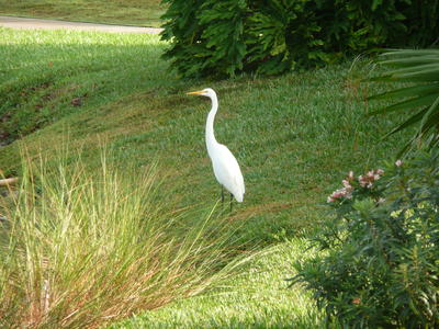 A Great Egret stands on a grassy slope in front of tall grasses and behind a pink oleander bush in bloom. 
