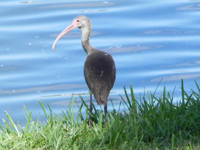 A juvenile Ibis stands on a grassy embankment by a calm lake.