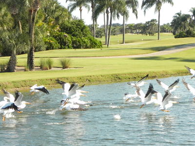 White Pelicans take to the air from a lake framed by a sunbathed golf course. 