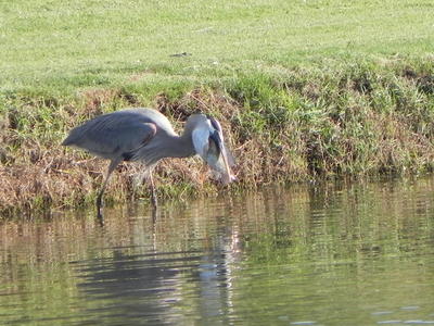 A Great Blue Heron stands in a lake close to a grassy embankment as it attempts to swallow a large fish whole.