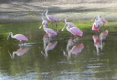 A group of Roseate Spoonbills stands in the water of a calm, golf course lake. 