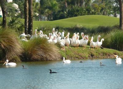 White Pelicans sit on a grassy embankment of a lake next to tall grasses and palm trees.
