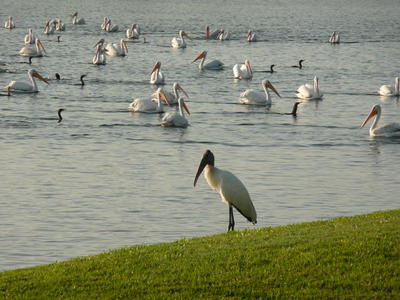 A variety of water birds enjoys a lake, while one Great Blue Heron stands nearby on the grass.