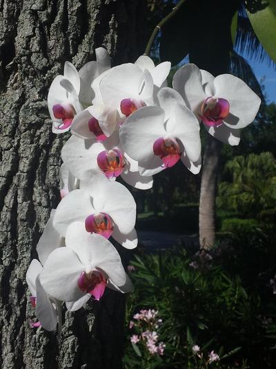 A cascade of white orchid flowers with pink centers tumbles down along the rough bark of a nearby tree.
