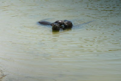 A trio of otters enjoy the water of an Orchid golf course lake together.