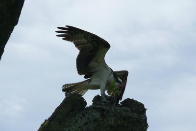 An Osprey balances atop a gnarled branch as it eats its prey.