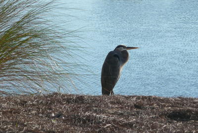 A heron tucks in its long neck as it stands in the sand along a lake on Orchid's golf course.