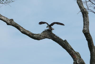 An Osprey spreads its wings atop a long branch as it prepares to fly away.