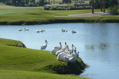White Pelicans gather together on a grassy edge above the eds of a lake on a golf course.