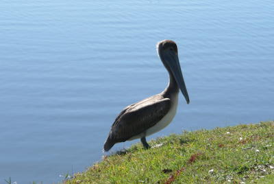 A Brown Pelican stands on the grassy edge of a calm lake on a golf course.