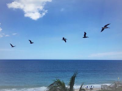 Pelicans fly in a line over the beach by the Atlantic Ocean in Orchid.