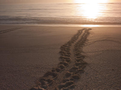 Turtle tracks on the beach toward the water over which the sun is shining.