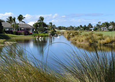 Tall grasses surround a golf course lake on which white pelicans float close to houses