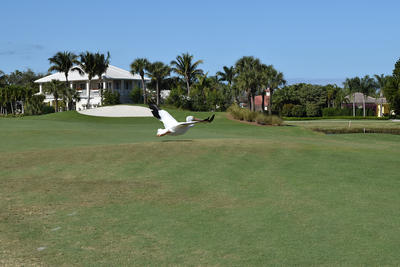 A white pelican flies low above the golf course