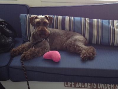 Brown Miniature Schnauzer laying on a blue couch with a pink toy.