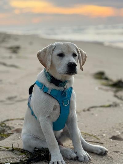 Yellow Labrador puppy with teal harness sitting on the beach