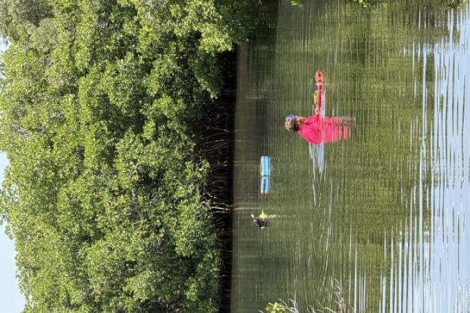 Seagrasses being planted in the lagoon.
