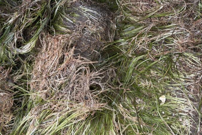 Close-up of seagrass plants.