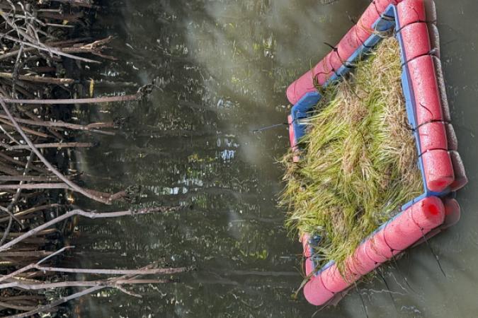 Basket of seagrasses floats on the water.