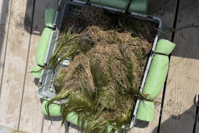 Basket of seagrasses on kayak launch decking.
