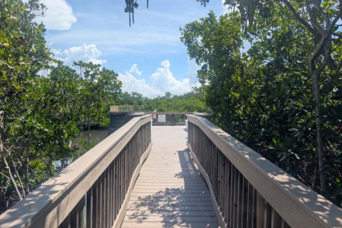 The walkway through the mangroves to the kayak launch.